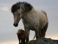 Leader of horses Royalty Free Stock Photo