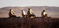 leader of langurs calmly reacts