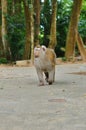 The leader of monkeys walking on his possessions