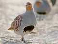 Leader of a pack of gray partridges