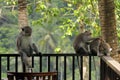 The leader of a troop of monkeys on a wooden parapet. Macaque sits with a sharp glass in his hands. Shows danger