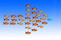 Leadership concept with group of golden fish follow the same direction with their leader