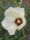 Leades finger flower in village in india Royalty Free Stock Photo