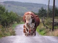 Leading Bull and cows approaching.