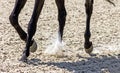 Leading horse close-up. Royalty Free Stock Photo