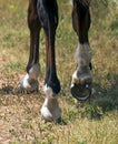 Leading horse walking along the sand track. Royalty Free Stock Photo