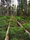 Leading lines in a fir forest