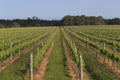 Leading lines in lush green vineyard