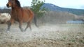 Leading warm-blooded horse followed by brown cold-blooded horse, white isabella horse, brown hucul and mottled pony. Running herd