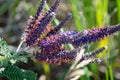 Leadplant blooming flowers in the prairie field at the sunny summer day. Amorpha canescens in Fabaceae Bean family. Pollinators Royalty Free Stock Photo