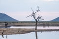 Leadwood tree, Combretum imberbe, at sunset. Madikwe Game Reserve, South Africa