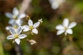 Leadwort (minuartia verna) flowers Royalty Free Stock Photo