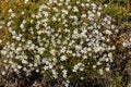 Leadwort (minuartia verna) flowers Royalty Free Stock Photo