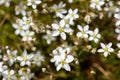 Leadwort (minuartia verna) flowers Royalty Free Stock Photo