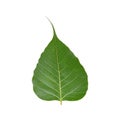 Leaf