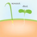 Monocot and dicot Royalty Free Stock Photo