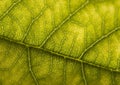 Leaf Royalty Free Stock Photo