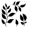 Set of leaves. Hand drawn decorative elements. Vector illustrationof silhouettes with leaves on a white background.