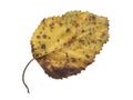 Leaf