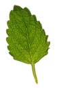 Leaf