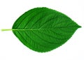 Leaf Royalty Free Stock Photo