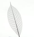 Leaf Royalty Free Stock Photo