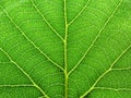 Leaf abstract background texture with veins nature macro fresh