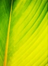 Leaf abstract close up Royalty Free Stock Photo