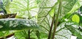 Leaf abstraction, light green and white leaf patterns and textures, beautiful and bright for the background.