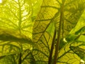 Leaf abstraction, light green and light yellow leaf patterns and textures, beautiful and bright for the background.