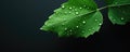 A Leaf Adorned With Rain Droplets Evoking The Concept Of Earths Recovery And Renewal Royalty Free Stock Photo