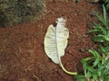 a leaf affected by mealybugs lying on the ground