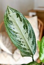Leaf of 'Aglaonema Silver Bay' houseplant with silver pattern Royalty Free Stock Photo