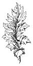 Leaf of Akanthos Mollis has pointed lobes terminating in spines and narrow leaves, vintage engraving