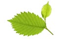 Leaf of Alder Tree Royalty Free Stock Photo