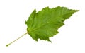 Leaf of amur maple acer tataricum ginnala tree Royalty Free Stock Photo