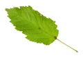 Leaf of amur maple tatar maple tree isolated