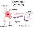 Nerve Cell (Neuron) with Descriptions