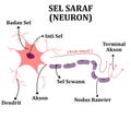 Sel Saraf (Neuron)