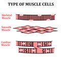 Type of Muscle Cells Royalty Free Stock Photo