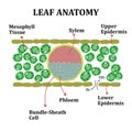 Leaf Anatomy of Monocots Royalty Free Stock Photo