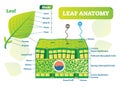 Leaf anatomy vector illustration diagram. Biological macro scheme poster. Royalty Free Stock Photo