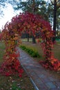 Arch of leaves in the Park