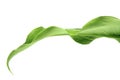 Leaf of arum lily Royalty Free Stock Photo