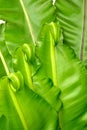 Leaf Asplenium nidus in thailand Royalty Free Stock Photo