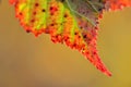 macro autumn leaf