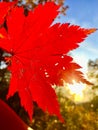 Leaf, autumn, red, beautiful, orange, sun, trees ,branch, maple
