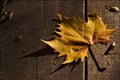 A leaf in autumn in the wood Royalty Free Stock Photo