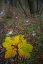 Leaf in Autumn in the woods, Monte Cucco NP, Appennines, Umbria, Italy Royalty Free Stock Photo