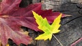 Leaf autumn yellow red pink stumb Royalty Free Stock Photo
